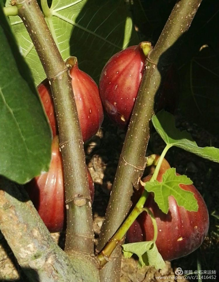 无花果怎么补硒的（无花果的硒含量是多少）-硒宝网