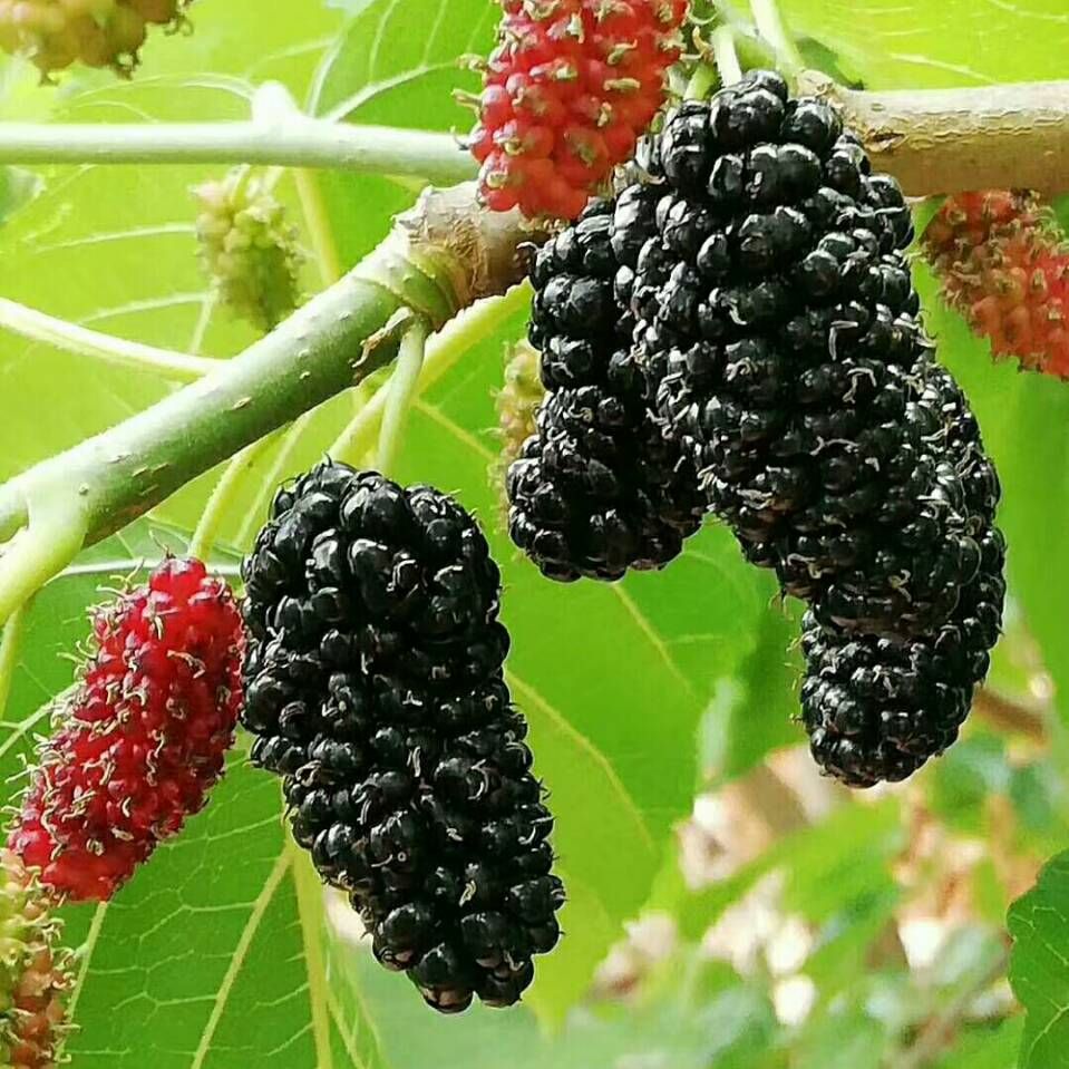 补硒含量高的水果(含量水果补高硒吗)-硒宝网