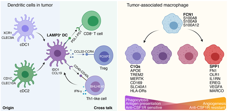 放疗 化疗 补硒(硒增强化疗放疗的毒副作用)-硒宝网