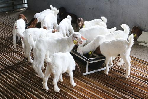 羊羔补硒好处多吗(羔羊补硒用什么药)-硒宝网