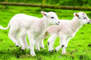 羊羔补硒好处多吗(羔羊补硒用什么药)-硒宝网