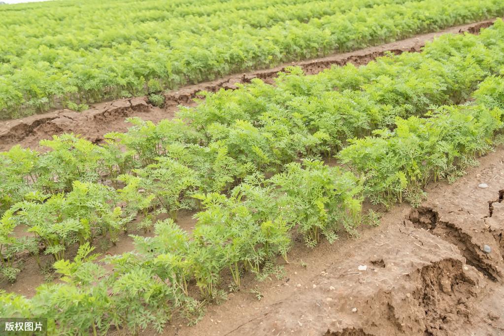 钾低需要补硒多久(钾低一定要补吗)-硒宝网