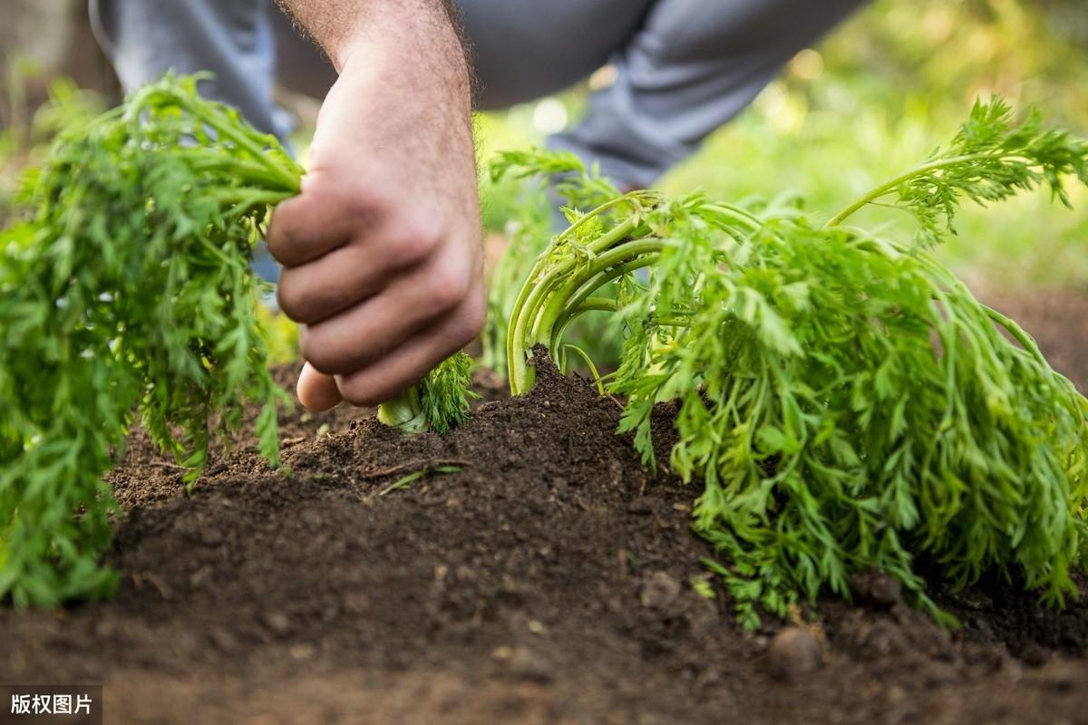 钾低需要补硒多久(钾低一定要补吗)-硒宝网
