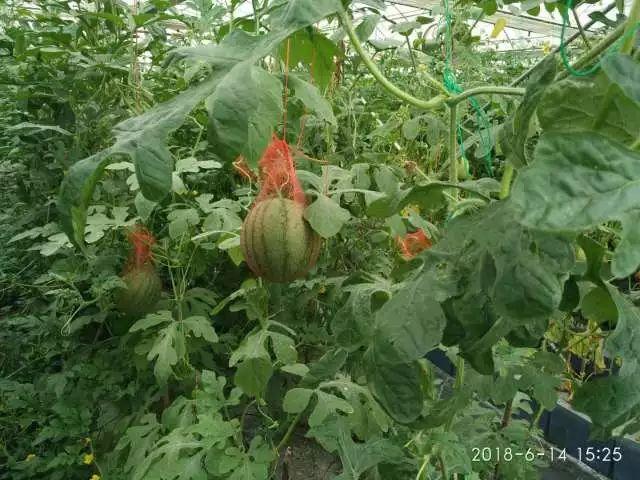 小鸡多大可以补硒（雏鸡缺硒）-硒宝网