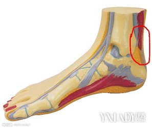 补硒治疗脚跟疼吗（治疗脚跟疼的药）-硒宝网