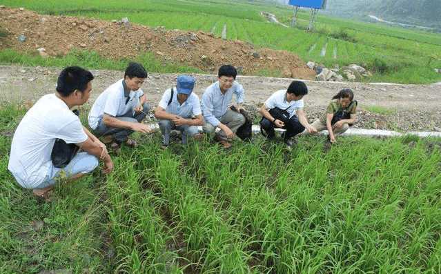 水稻种植怎么补硒(水稻种植补硒措施)-硒宝网