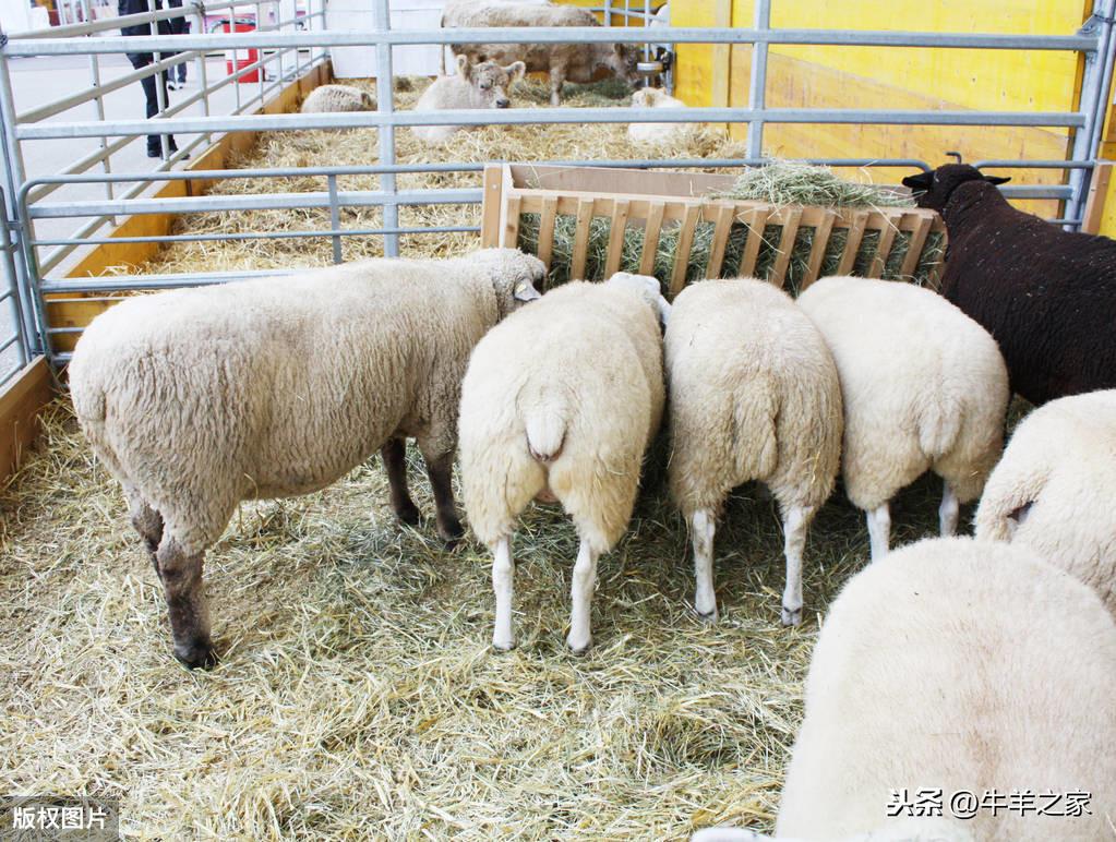 羊羔补硒好处多吗(羊羔补硒的正确方法和时间)-硒宝网