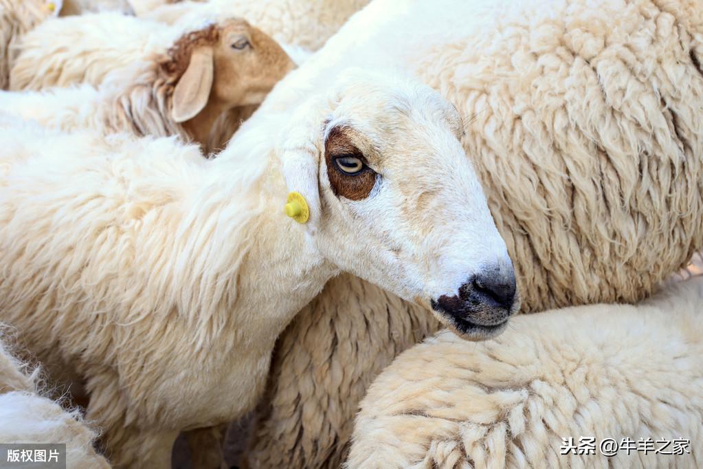 羊羔补硒好处多吗(羊羔补硒的正确方法和时间)-硒宝网