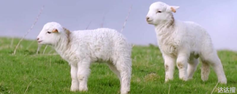 给小羊羔补硒用药（用药补羊羔硒小孩能喝吗）-硒宝网