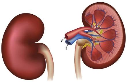 吃动物肾脏能补硒(能补动物吃肾脏硒的药吗)-硒宝网