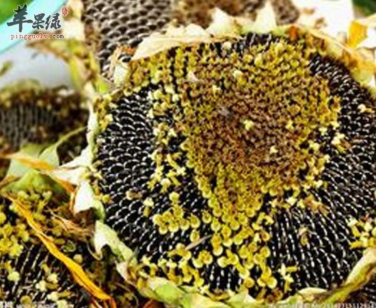 自闭症可以补硒吗(自闭症补锌)-硒宝网