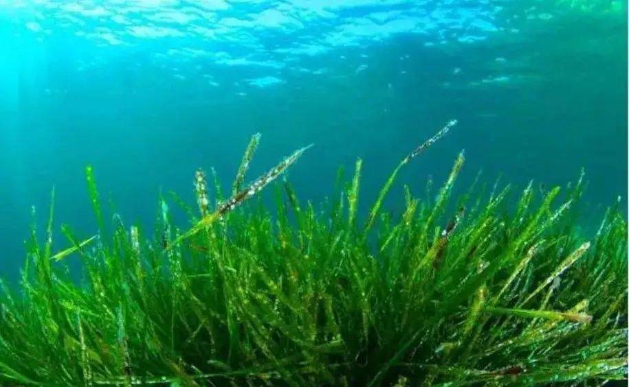 补硒有那三种途径(补硒的东西)-硒宝网