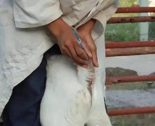 母猪补硒补几毫升(补毫升母猪硒的作用)-硒宝网