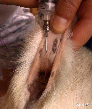 母猪补硒补几毫升(补毫升母猪硒的作用)-硒宝网