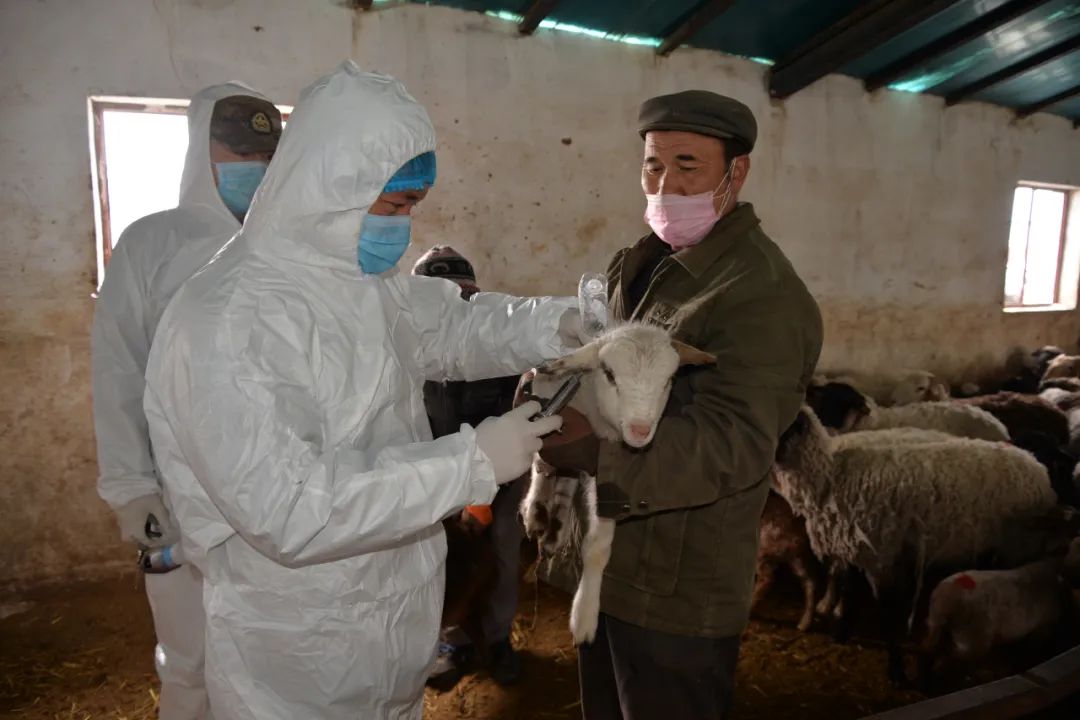 母猪补硒补几毫升(补毫升母猪硒的作用)-硒宝网