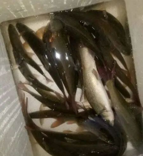 补硒吃硒优素好吗(补充硒元素有副作用吗)-硒宝网