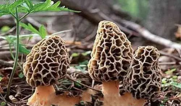 补硒吃硒优素好吗(补充硒元素有副作用吗)-硒宝网