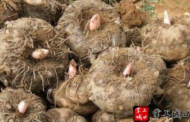 补硒吃硒优素好吗(补充硒元素有副作用吗)-硒宝网