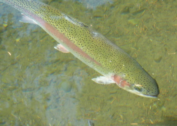 补硒吃硒优素好吗(补充硒元素有副作用吗)-硒宝网