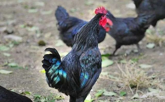 补硒吃硒优素好吗(补充硒元素有副作用吗)-硒宝网