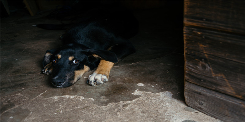鸡蛋 补硒 美容(美容鸡蛋补硒的作用)-硒宝网