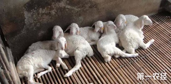 羊补硒补多少毫升(大羊补硒一次补多少)-硒宝网