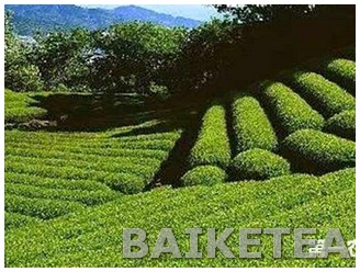 富硒茶的补硒效果（效果补茶富硒硒的作用）-硒宝网