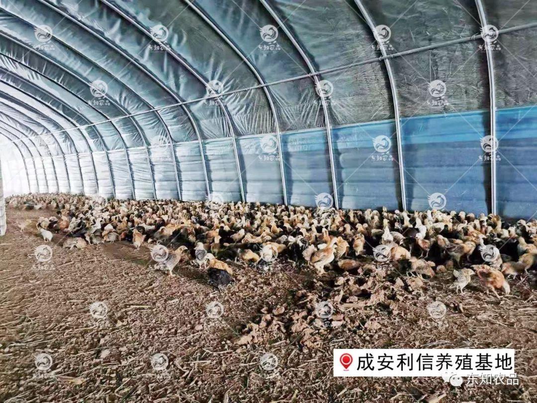 鸡补硒能连补几天(鸡硒缺乏)-硒宝网