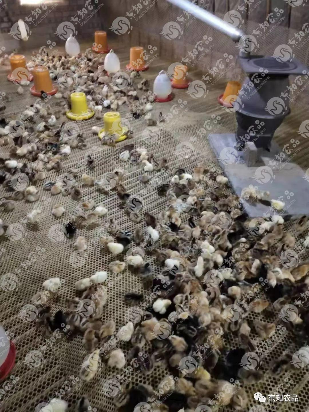 鸡补硒能连补几天(鸡硒缺乏)-硒宝网