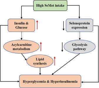 糖尿病补硒补多少(补硒糖尿病)-硒宝网