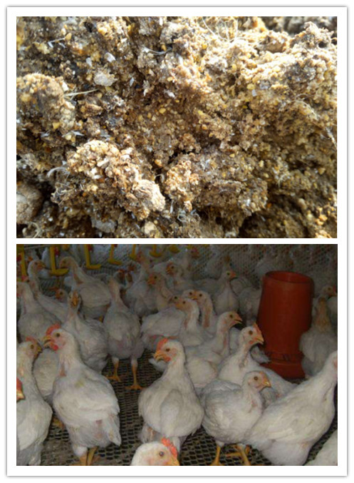 鸡补硒能连补几天(鸡缺硒能不能吃蛋白)-硒宝网