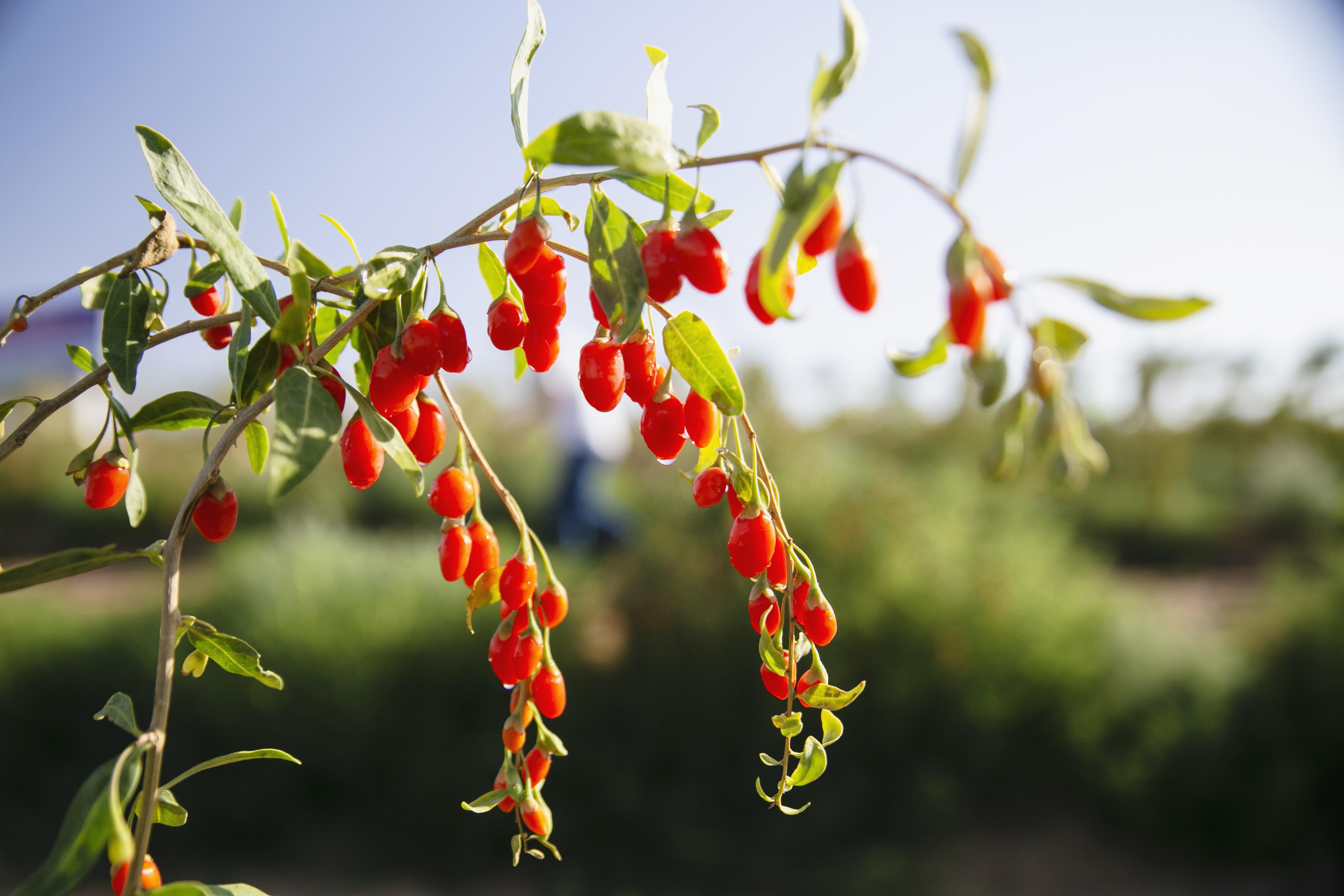 健康之路话说补硒（讲硒养生健康视频大全）-硒宝网