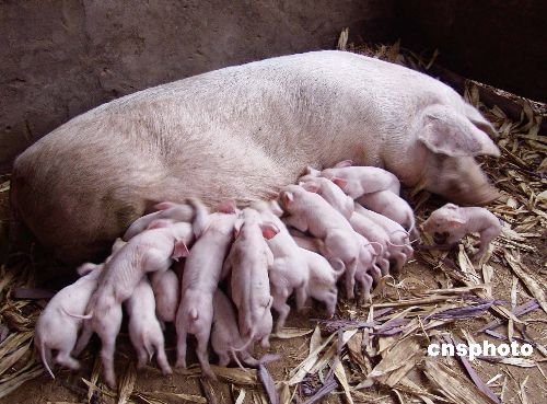 母猪产前补硒补铁（母猪补产前补铁硒有用吗）-硒宝网