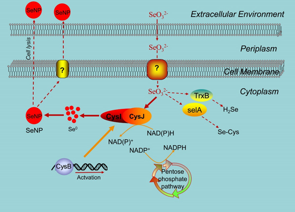 成人应该如何补硒(成人补硒每天补多少量)-硒宝网