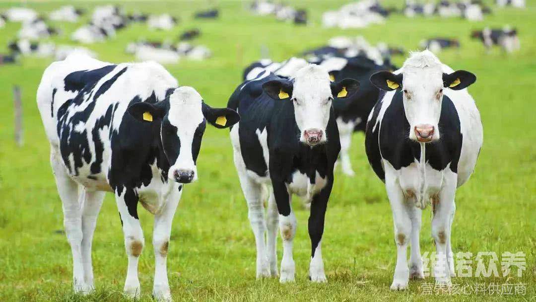 母牛补硒元素多少(牛补硒用什么药)-硒宝网