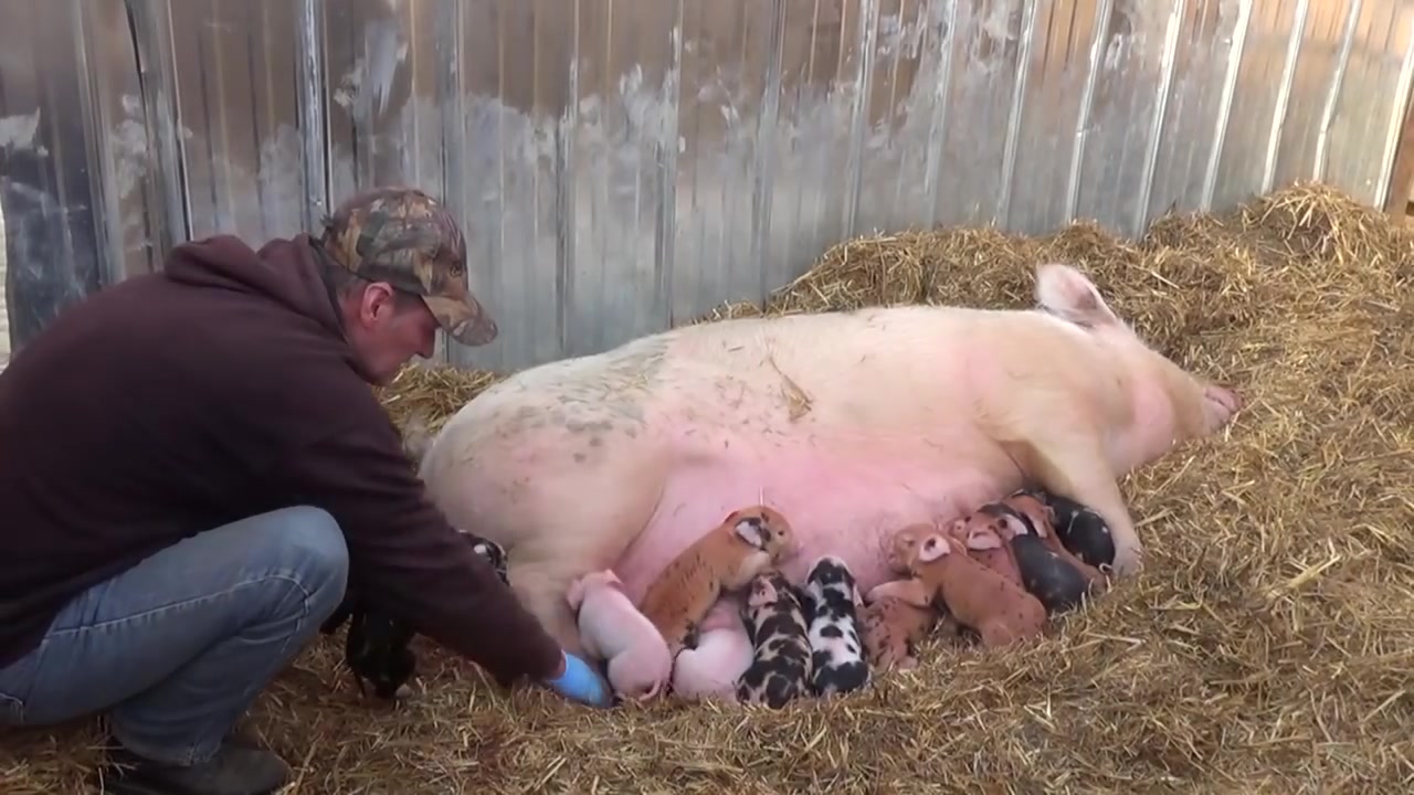 小猪出生补几次硒(小猪刚出生补什么)-硒宝网