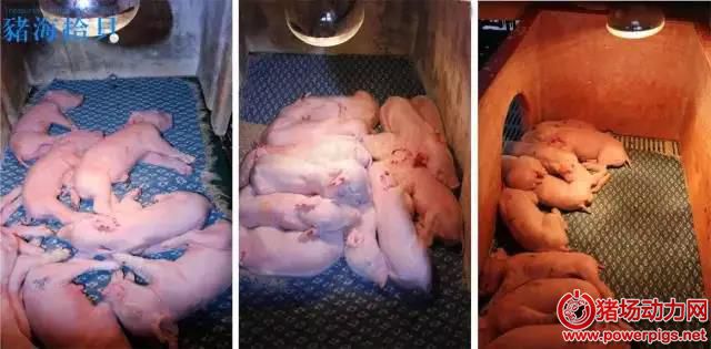 小猪出生补几次硒(小猪刚出生补什么)-硒宝网