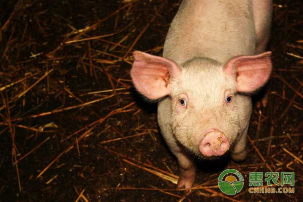 仔猪补硒过量反应（仔猪补硒中毒怎样治疗）-硒宝网