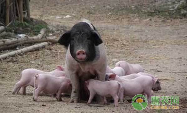 仔猪补硒过量反应（仔猪补硒中毒怎样治疗）-硒宝网