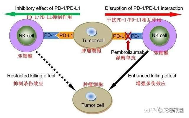 肺癌患者补硒剂量(肺癌患者补硒有什么好处有用吗)-硒宝网