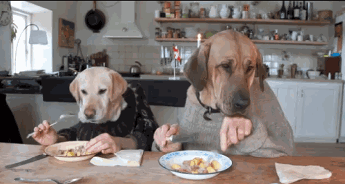 狗狗每天补多少硒(狗狗每天补硒多少)-硒宝网