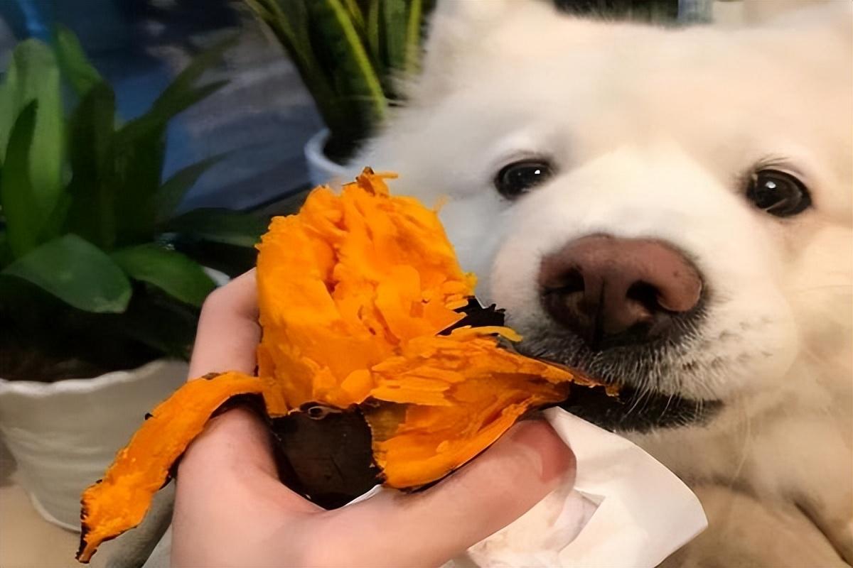 狗狗每天补多少硒(狗狗每天补硒多少)-硒宝网