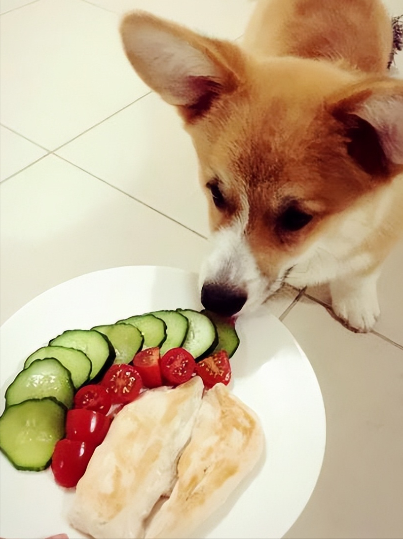 狗狗每天补多少硒(狗狗每天补硒多少)-硒宝网