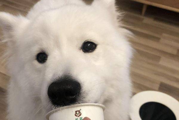 狗狗每天补多少硒(狗狗每天补硒多少毫克)-硒宝网