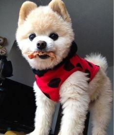 狗狗每天补多少硒(狗狗每天补硒多少毫克)-硒宝网