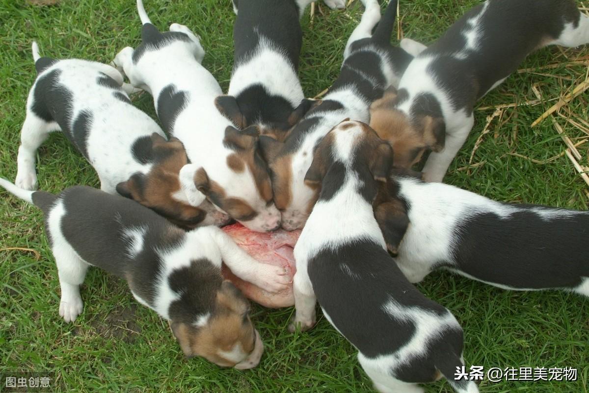 狗狗每天补多少硒（狗狗可以补硒吗）-硒宝网