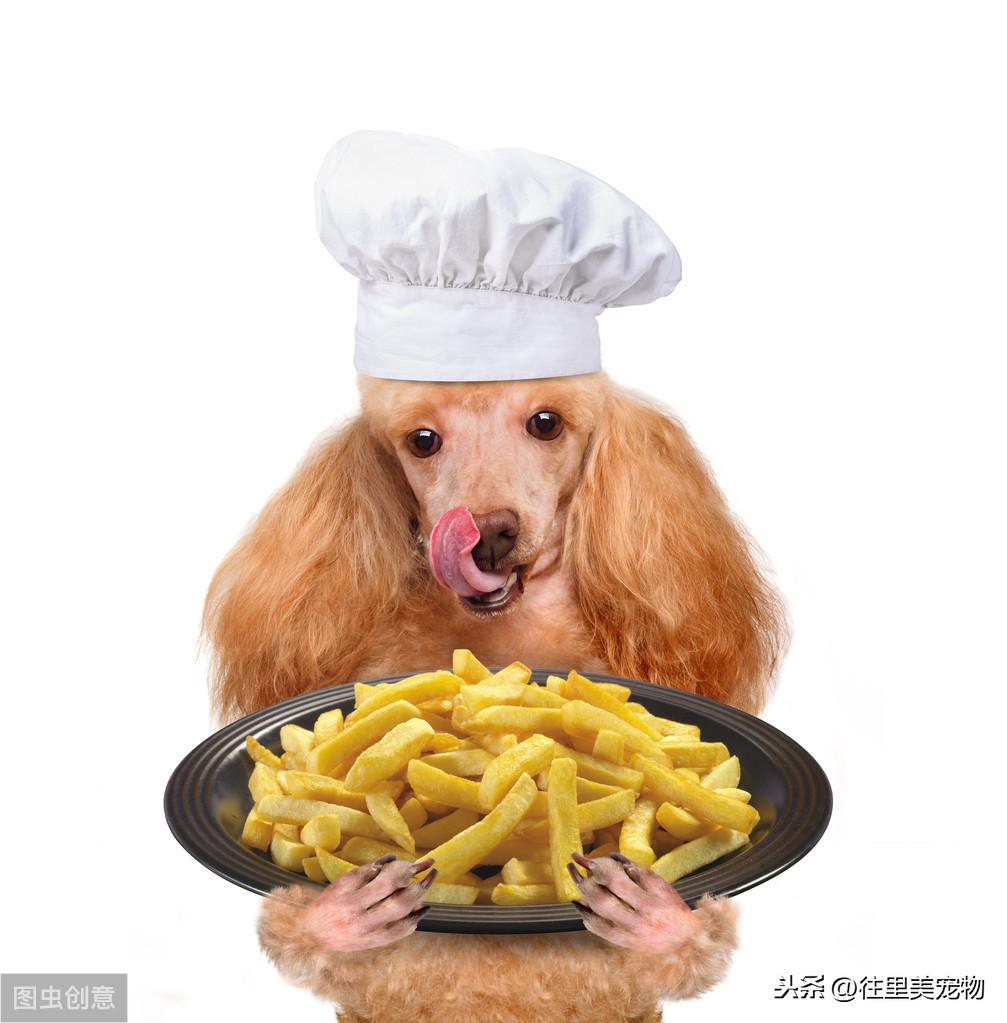 狗狗每天补多少硒（狗狗可以补硒吗）-硒宝网