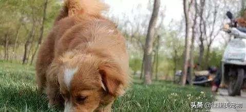 狗狗每天补多少硒（狗狗可以补硒吗）-硒宝网