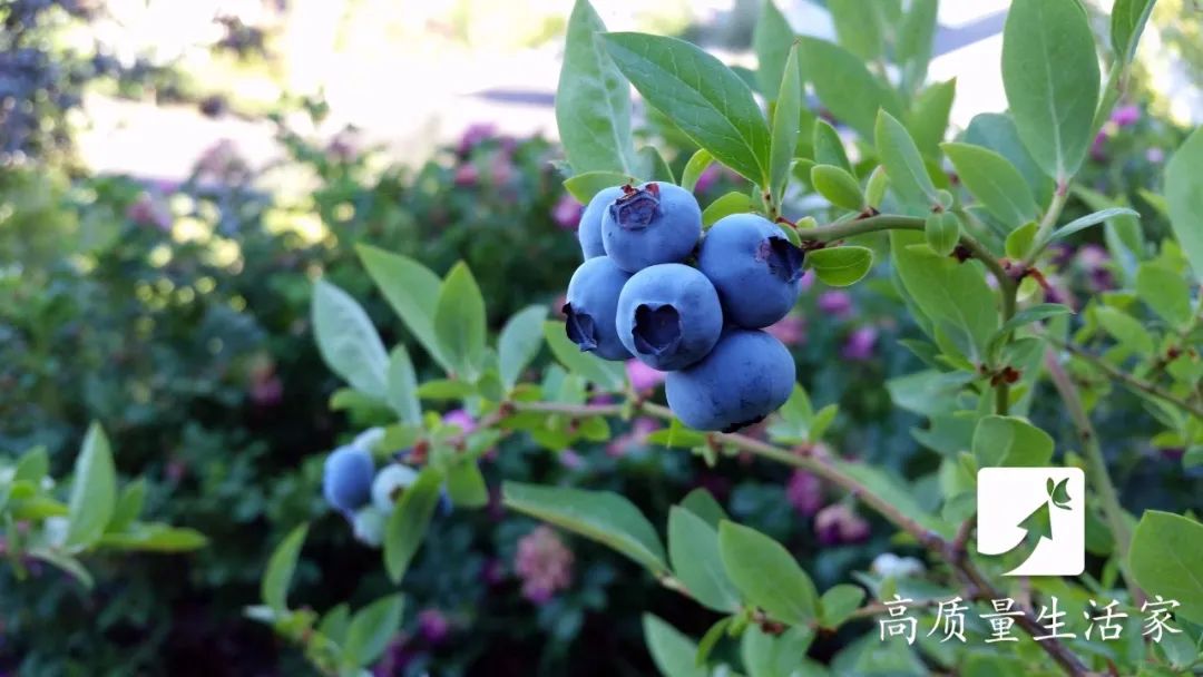 补硒真的可以抗癌(抗癌补硒可以长期吃吗)-硒宝网