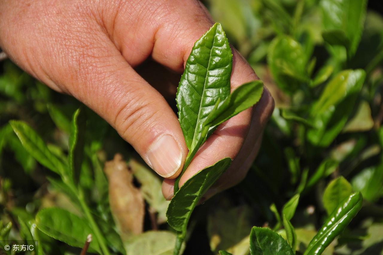 肝胆之父关于补硒(补硒对肝病有效吗)-硒宝网